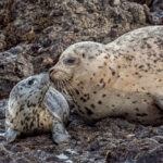 Seals, Photo by Paul Brewer