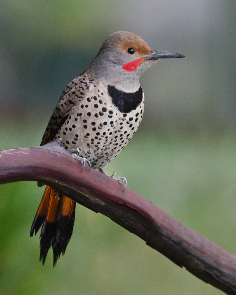 Flicker male Flicker bird