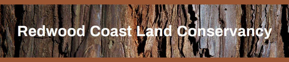 Redwood bark banner_2