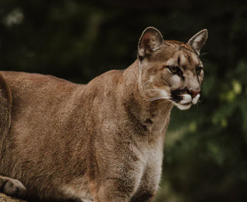 Mountain lion seen at Mill Bend