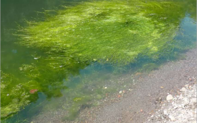 Gualala Estuary: Is It Algae or Acquatic Vegetation?