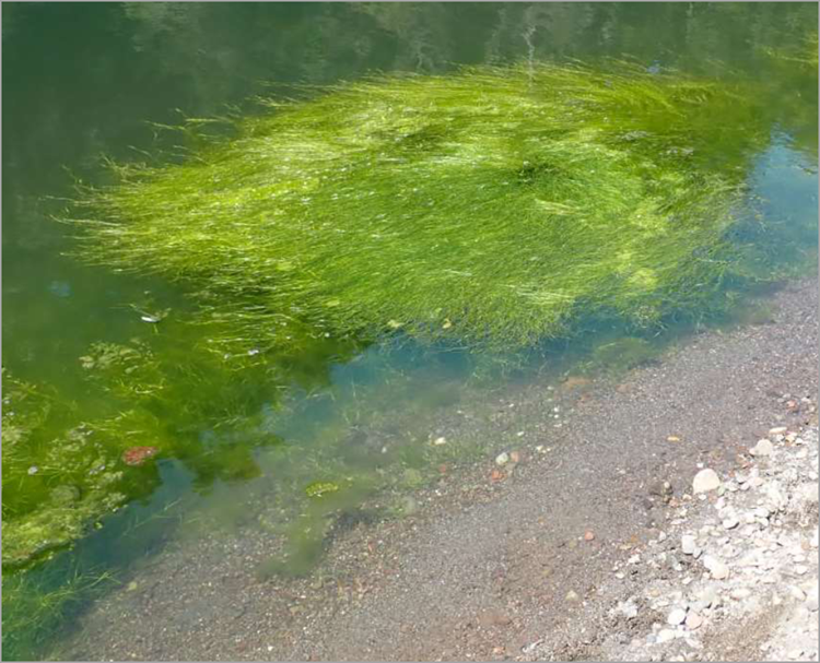Gualala Estuary: Is It Algae or Acquatic Vegetation?