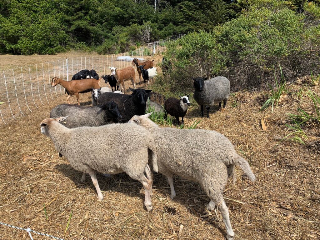 Sheep and goats at Mill Bend sheep and goats at Mill Bend