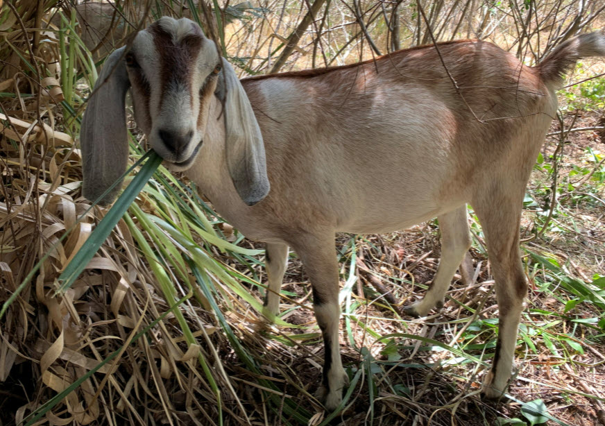 goat eating pampas grass