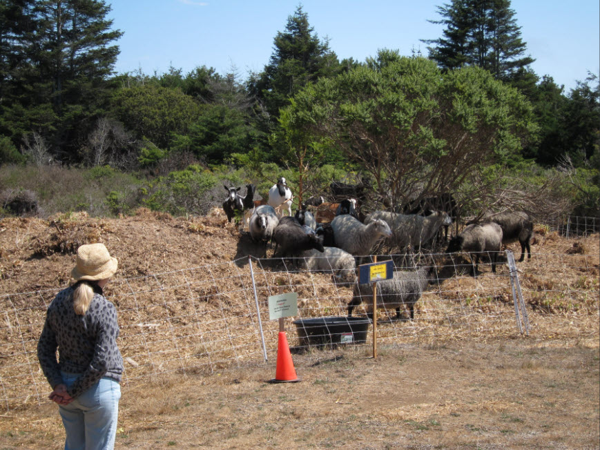 person watching sheep and goats