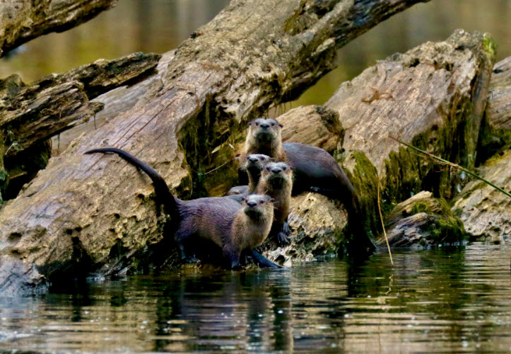 wildlife category winner_ Gail Jackson Otters, Photo by Gail Jackson