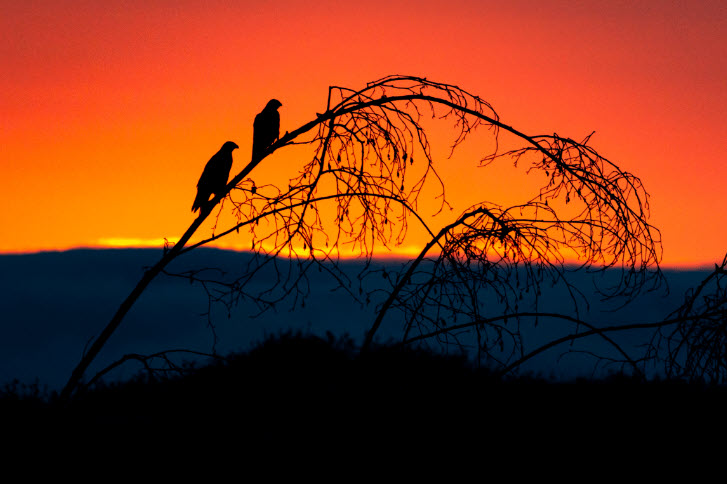 Falcon Sunset_ by David Bradbrook Photo by David Bradbrook