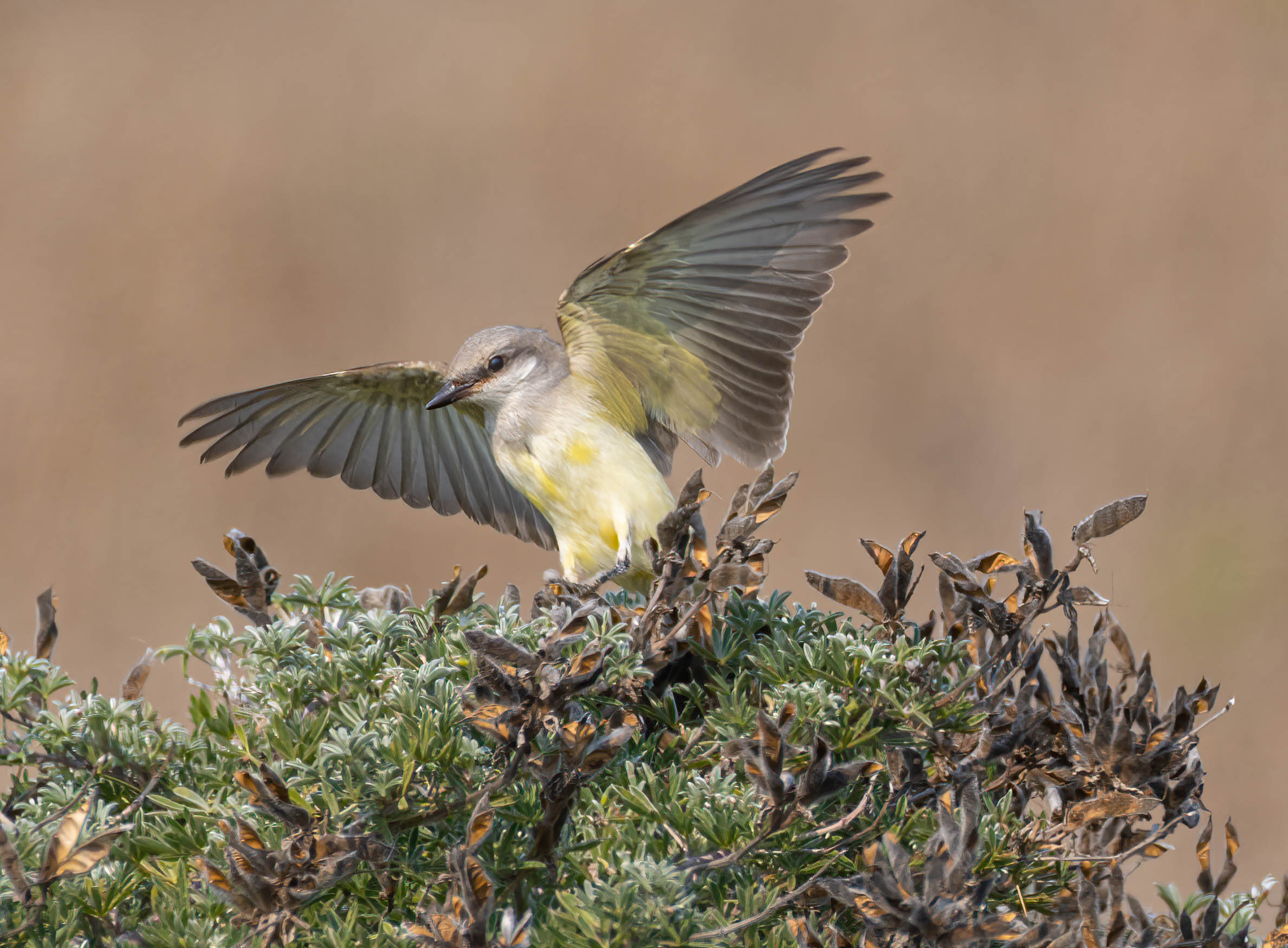 Kingbird Stretch by Mike Petrich